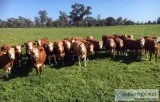 Simmental Beefmaster and Santa Gertrudis Heifers ready