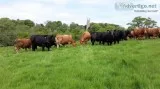Prospect RedBlack Angus Charolais and Hereford Heifers available