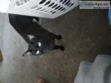 Black cats are awsome