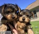 Kids lovely Teacup Yorkie Puppies