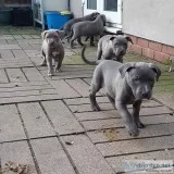 Pit Bull Pugs