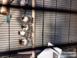 Beautiful young society finches