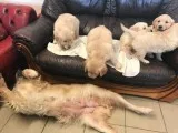 Golden Retriever Puppies