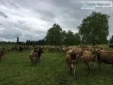 Healthy Jersey Heifers