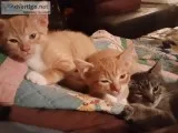 Kittens North MS