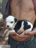 A sweet female pitbullblack mixed pup