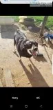 Free dog to good home
