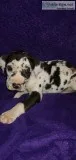 Akc Great Dane Pups