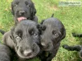 Flat coated retriever
