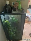 Veiled Chameleon