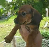 Mini Dachshund Puppy needs a home