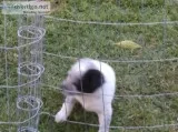 Pure Breed Queensland Heeler Pups for sale