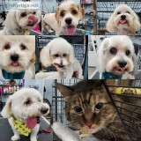 Experienced Groomers Assistant