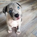 Loving PitBull Puppies For Sale