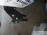 2 assume  black cat free to a good home