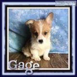Gage Male ACA Pembroke Welsh Corgi
