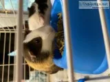 2 guinea pigs looking for home
