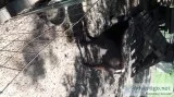 3 billy goats pigmy 6 months 9 months1 year old