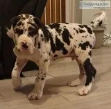 adorable great dane puppies for sale