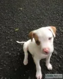 Adorable pitbull puppies for sale