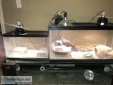 Pair of mating geckos and 1 male gecko with tanks