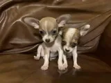 TeaCup Applehead Chihuahuas