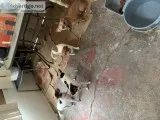 5 months old Puppies