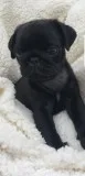 Male Pug For Sale