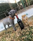 Beautiful pitbull puppies for sale at cheap rate