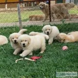 Golden Retriever Puppies Ready To Go Home