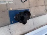 Playfull Cane corso puppies for sale to good homes