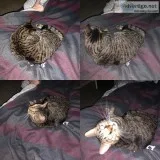 2 cats for sale