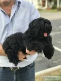Shih tzu for sale