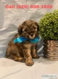 Lovely Morkie Puppies