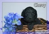 Chevy Male Standard Poodle