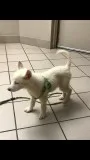 Alaskan white husky