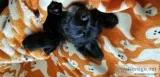 Rottadoodle