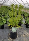 Buy Glitters Like Gold Black-Eyed Susan Plant - 8 Inch Pot