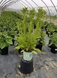 Buy Glitters Like Gold Black-Eyed Susan Plant - 8 Inch Pot