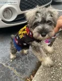 Mini Schnauzer (Salt and Pepper)(PUPPY) 3 meses