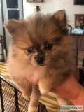 MERLE FEMALE POMERANIAN PUPPY