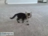 Free Kittens