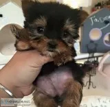 5 top cute Puppies Available