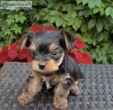 female yorkie puppies available