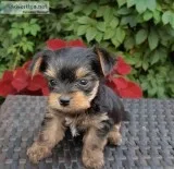 female yorkie puppies available