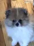 TEDDY BEAR MALE POMERANIAN PUPPY