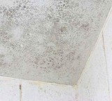 Mold Remediation Cost