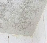 Mold Remediation Cost