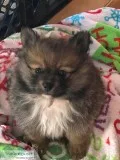 BEAUTIFUL SABLE FEMALE POMERANIAN PUPPY