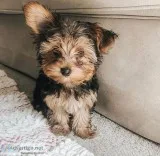 AKC Yorkie Puppies for rehoming